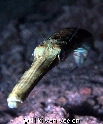 Trumpetfish taken at Sharksbay on a night dive with E300 ... by Nikki Van Veelen 